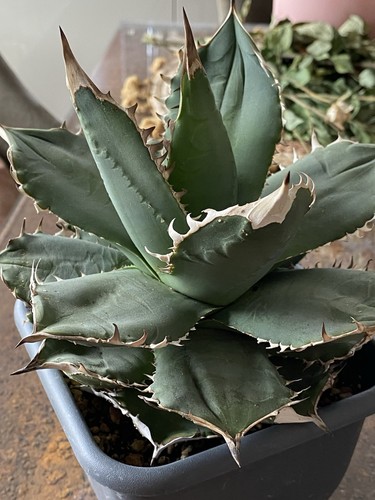 Agave titanota sehr kompakt - sehr,