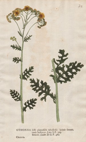 Othonna ragwort silberblatt - othonna,