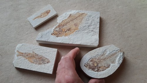 Fossil fish kemmerer - 4x,