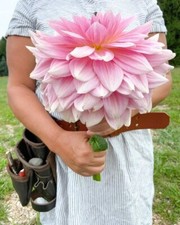 8000834 Dwarf Giant Dahlia Dahlien Riese Big Dahlie 10 Samen