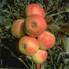 Säulenapfel Starcats (S)