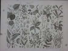 Orig. Stahlstich: Pflanzen - Anschauungstafel Pflanzen / Blumen Nummer 305. G. H