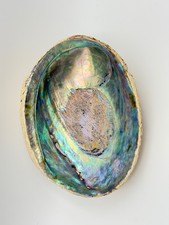 Seeohr Abalone Perlmutt Muschel ca. 15 cm