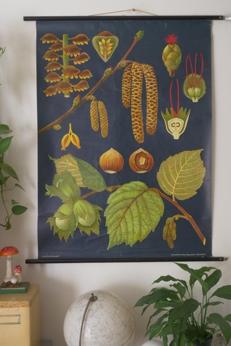 Vintage schulwandkarte - vintage,