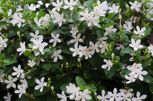 Samen duft jasmin terrasse - duft,