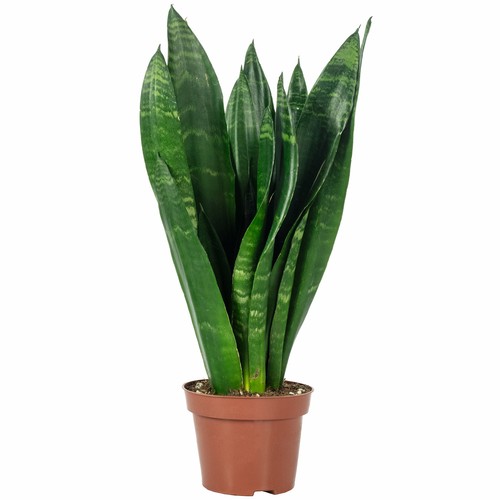 Bogenhanf sansevieria - bogenhanf,