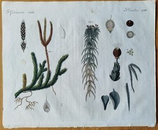 Moos Torfmoos Bärlapp -