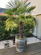Trachycarpus Fortunei Chinesische Hanfpalme 250 cm im Barrique Weinfass