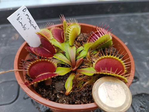 Dionaea muscipula bimbo - muscipula, 'bimbo'