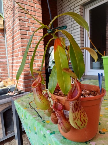 Nepenthes burkei - (be-3254), |