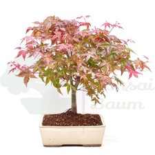 BONSAI Rotaustreibender