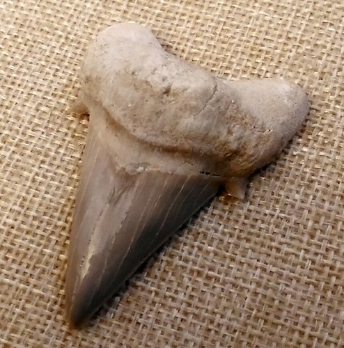 Fossiler hai - fossiler,