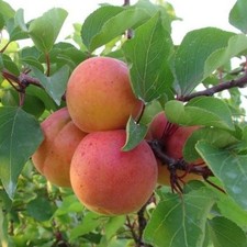 Heidesheimer Früh Aprikose frosthart Buschbaum Aprikosenbaum 110-140 cm