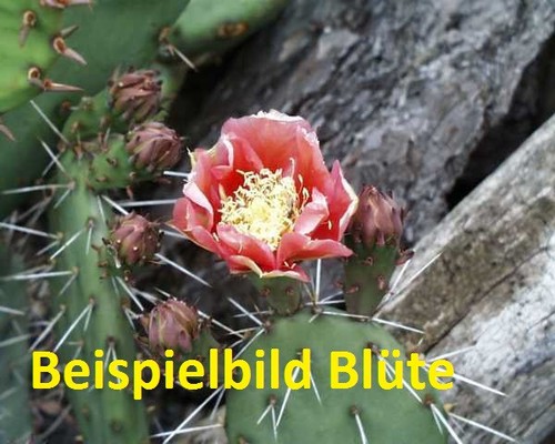 Opuntia phaeacantha