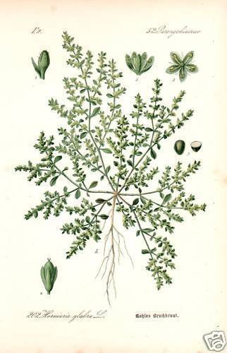 Kahles bruchkraut herniaria - ,