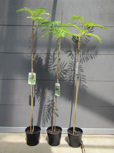 Albizia julibrissin rosea - julibrissin,
