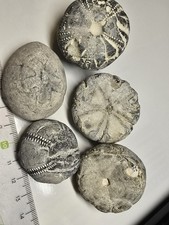 5 Seeigel Steinkern Ostsee