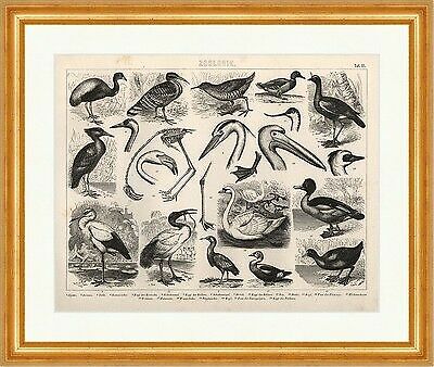 Kranich storch ralle - storch,