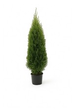 5st. Thuja Smaragd 120– 150cm ohne Topf gemssen  Buschig XXL Heckenpflanzen