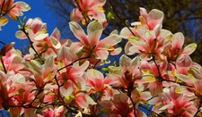 Magnolie stecklinge mehrfarbig - magnolie,