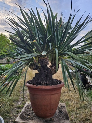 🌴Yucca filamentosa 120cm