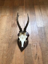 Rehbock Gehörn, Geweih