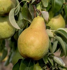 Birnenbaum `Novemberbirne´