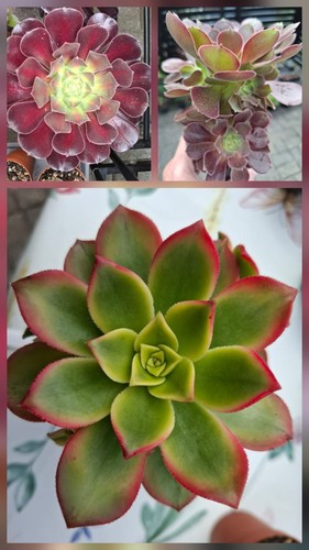 Aeonium set haworthi - aeonium,