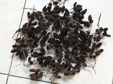 Erlenzäpfchen ca. 300 Stück