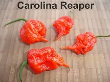 20 Carolina Reaper HP22B Samen Weltrekord Chili bis zu 2,2 Mio Scoville