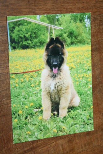 Hunde postkarte von - postkarte,