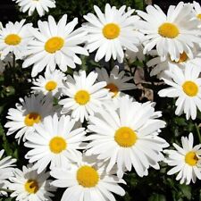 Weiße Margarite Alaska - großblütig, reichblühend - Margeriten Blumen Samen