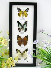 4 echte präparierte Schmetterlinge Schaukasten Wandbild Bilderrahmen - A-04-h-12
