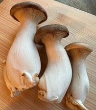 10 mL King Trumpet Oyster Mushroom Liquid Culture Kräuterseitling Flüssigkultur