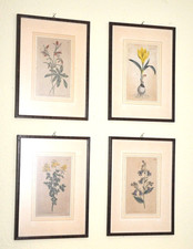 Pflanzen Blumen 4 farbige