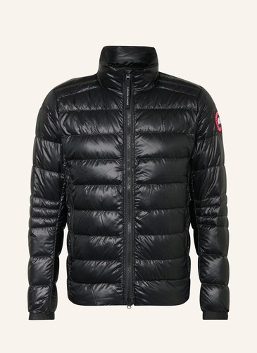 Canada goose - canada,