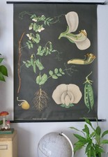 VINTAGE | SCHULWANDKARTE ERBSE