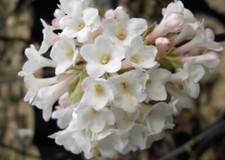 Winterschneeball Deben - Duftschneeball - Viburnum bodnantense - Winterblüher (4