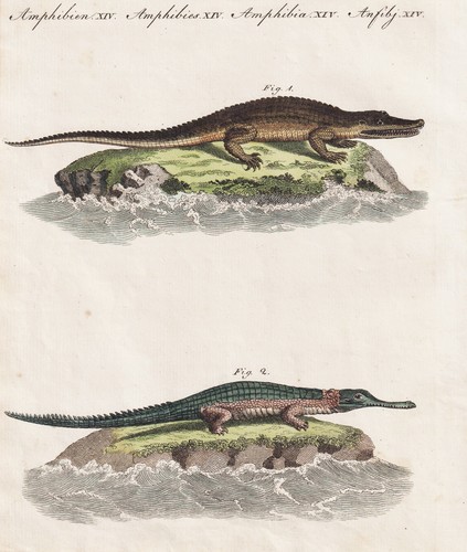 Krokodile crocodiles gavial - crocodiles,