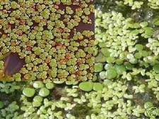 3-Lemna Sortiment winterharte Wasserpflanzen für draußen den Gartenteich Teich