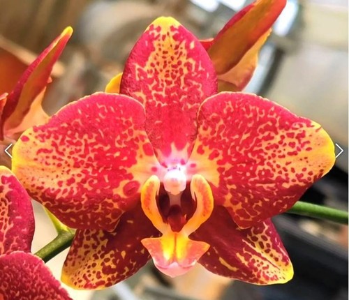 Phalaenopsis 101 - phalaenopsis, pf-101/
