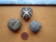 drei seltene Micraster Seeigel, gefunden in Dänemark und Schleswig-Holstein!