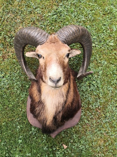 Mufflon trophäe taxidermie - mufflon,