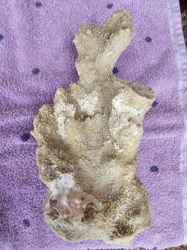 Riffgestein meerwasser - riffgestein,