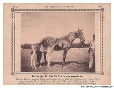 CAR-AEAP12-0791-HORSES -