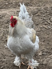 10Brahma Eier -keine Bruteier-