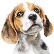 2x Sticker Beagle Car Sticker