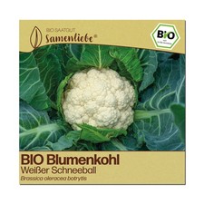 BIO Blumenkohl Samen Sorte