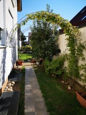 Wandrosenbogen  HOLLAND RUND B