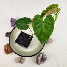 Philodendron Verrucosum 4"
